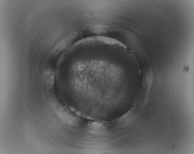 X0000111910180200908241035