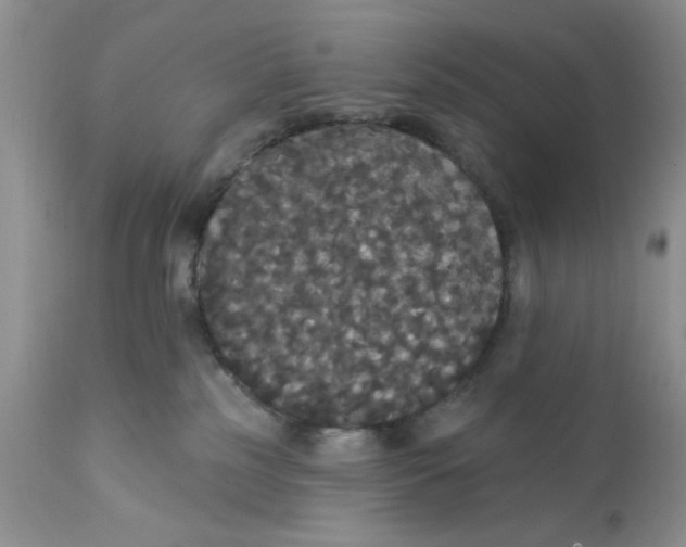 X0000111910185200908241035