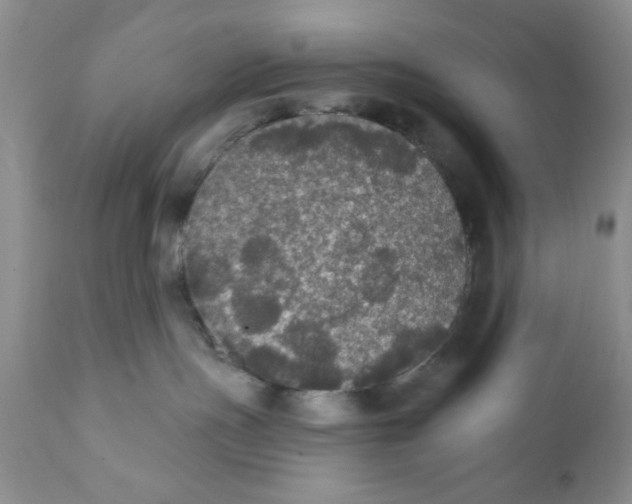 X0000111910191200908241035