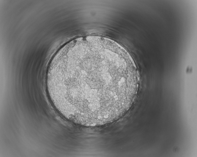 X0000111910241200908241033
