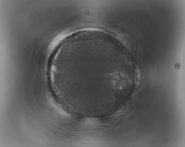 X0000111910296200908241033