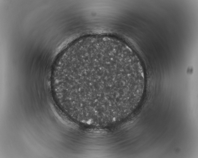 X0000111910443200908241030