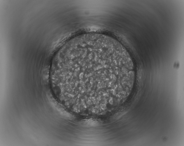 X0000111910545200908241029