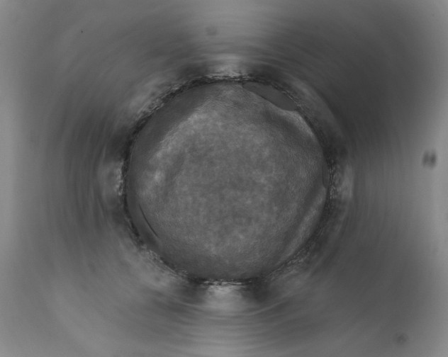 X0000111910560200908241029