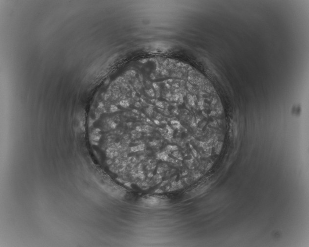 X0000111910561200908241029
