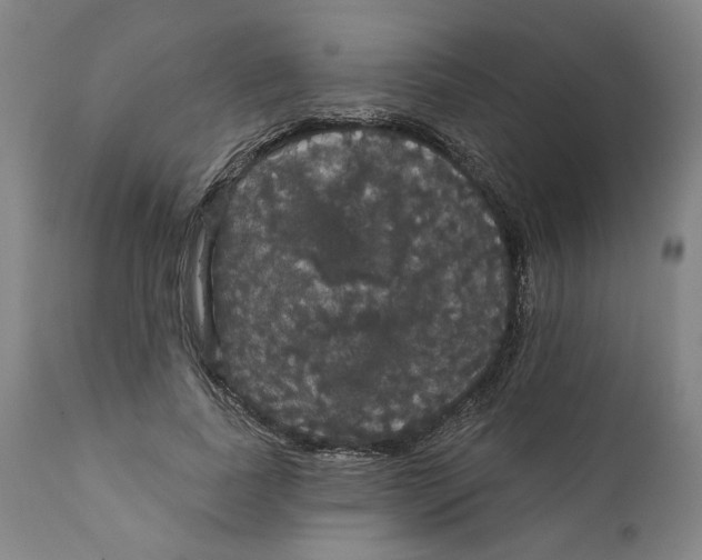 X0000111910739200908241026