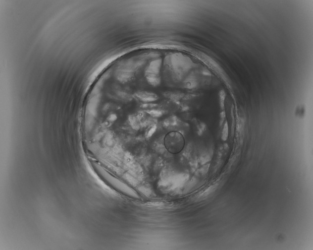 X0000111910855200908241025
