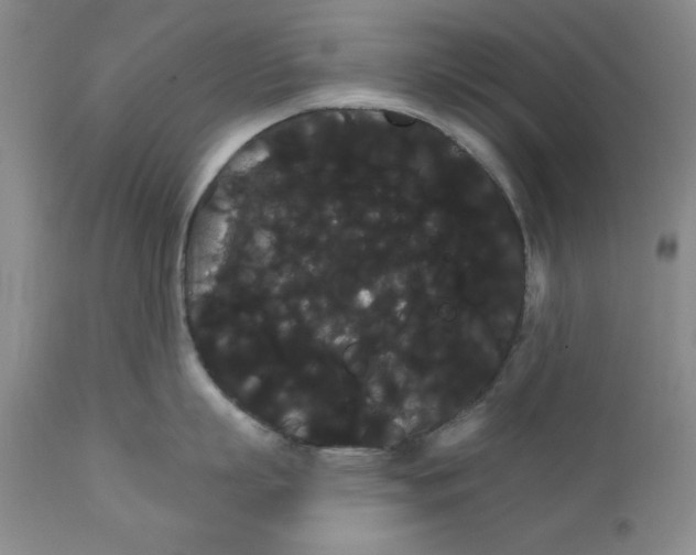 X0000111910863200908241025