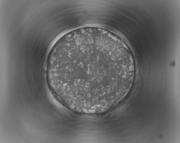 X0000111910955200908241024