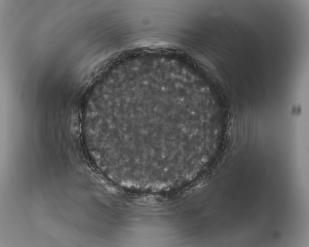 X0000111910966200908241023