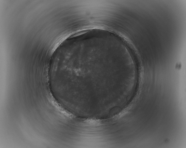 X0000111910977200908241023