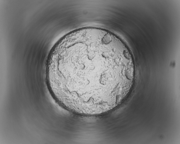 X0000111910999200908241022