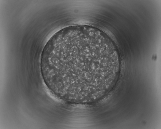 X0000111911039200908241022