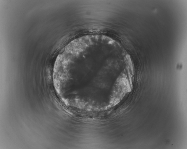 X0000111911106200908241020