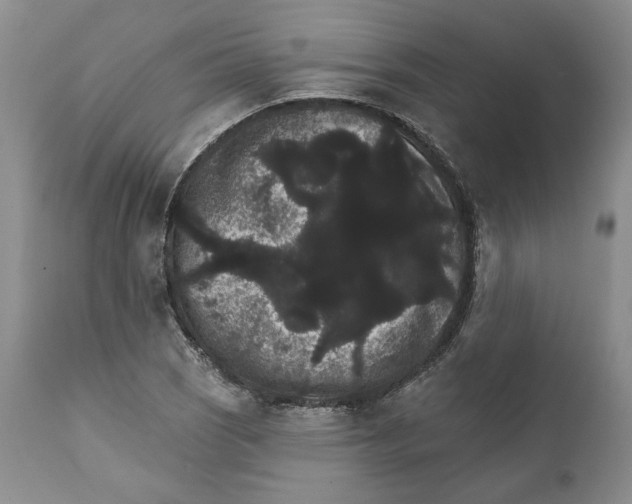 X0000111911121200908241020