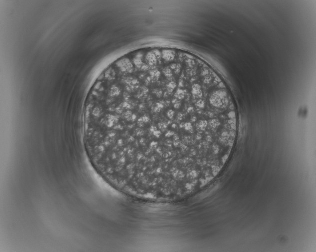 X0000111911247200908241019