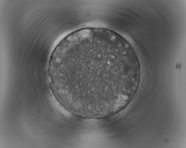 X0000111911248200908241019