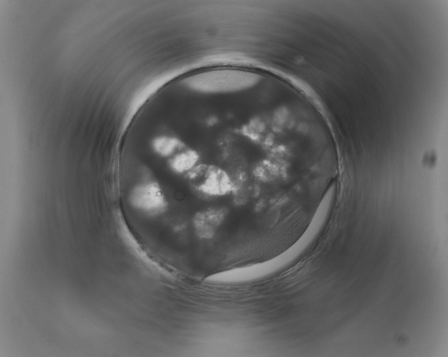 X0000111911295200908241018
