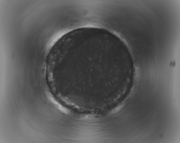X0000111911367200908241017