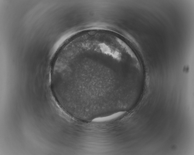 X0000111911368200908241017