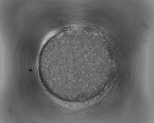X0000111910006200909071206