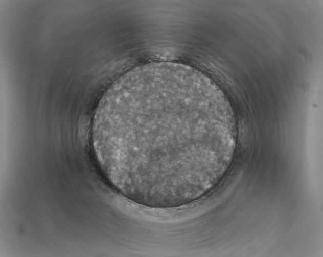 X0000111910030200909071206