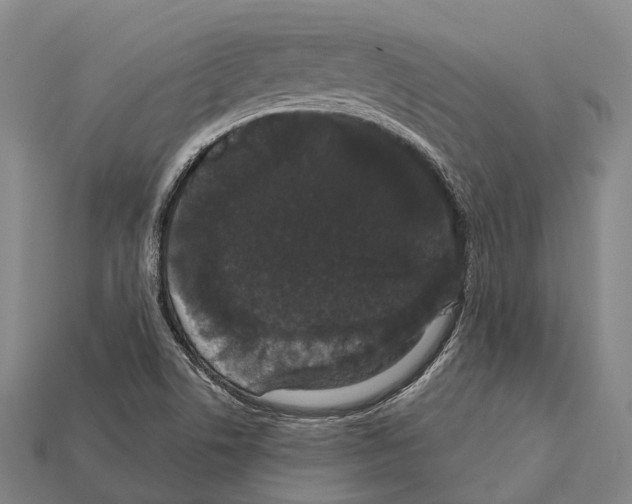 X0000111911506200909071146