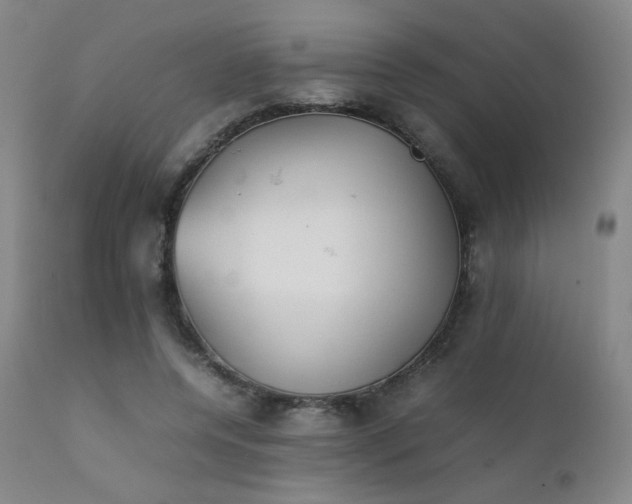 X0000111920544200907271251