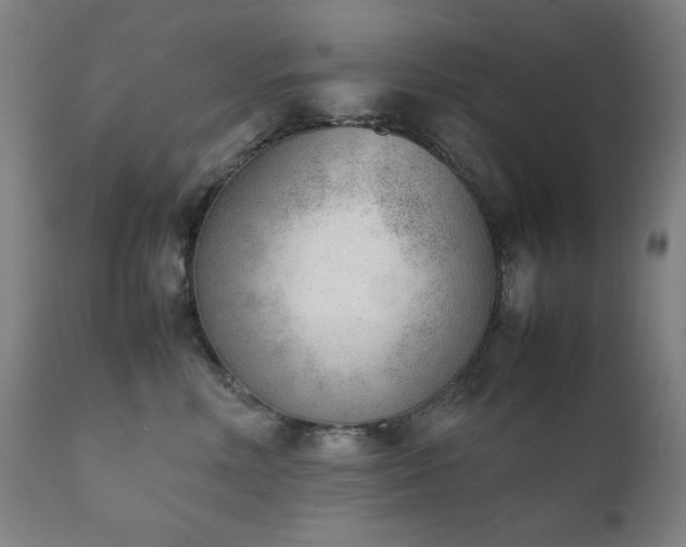 X0000111920618200907271250