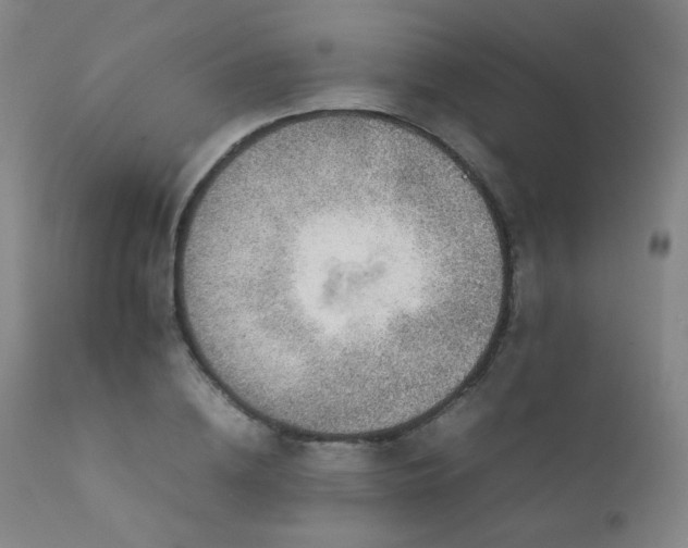 X0000111920836200907271247