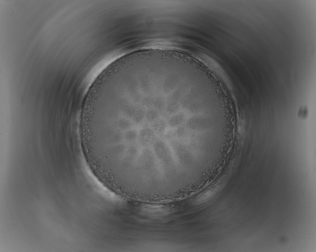X0000111920855200907271247