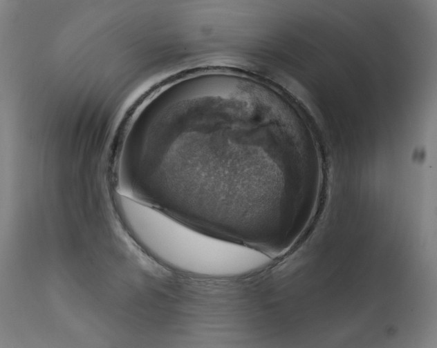 X0000111921024200907271244