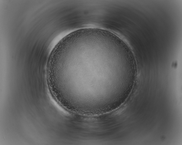 X0000111921239200907271241