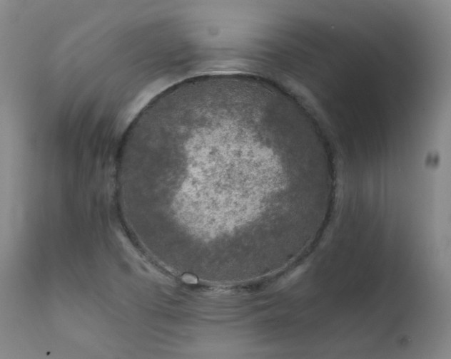 X0000111921457200907271236
