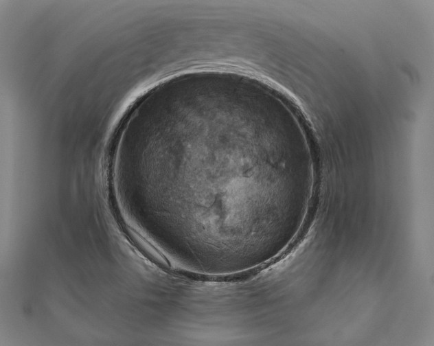 X0000111921506200908031154