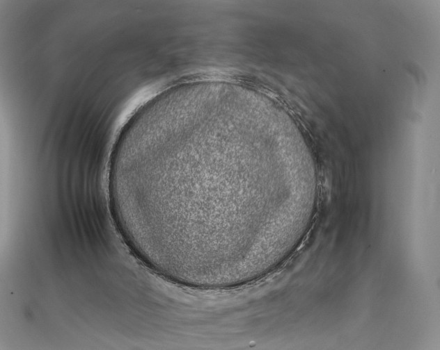 X0000111920006200908101231