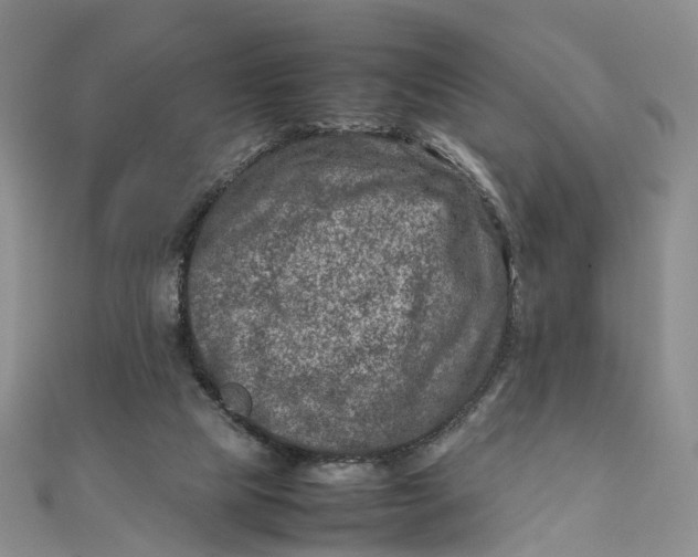 X0000111920065200908101230