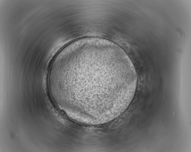 X0000111920098200908101229