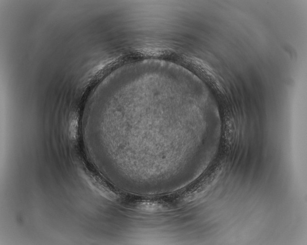 X0000111920596200908101223