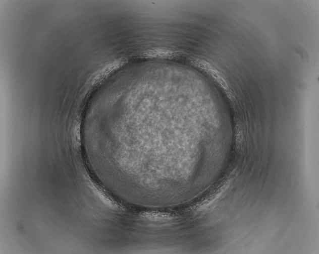 X0000111920633200908101222