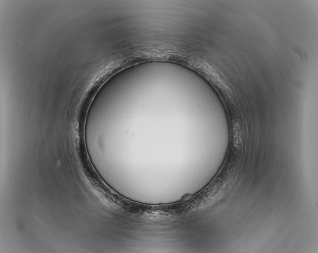 X0000111920634200908101222