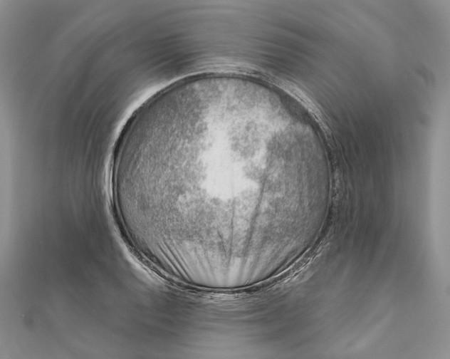 X0000111921128200908101215