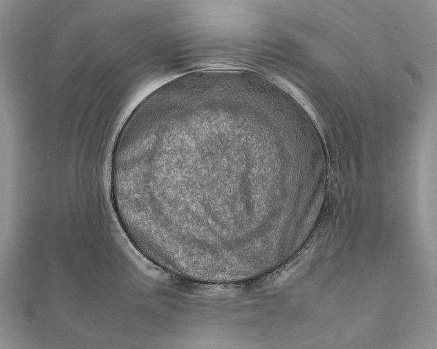 X0000111921195200908101215