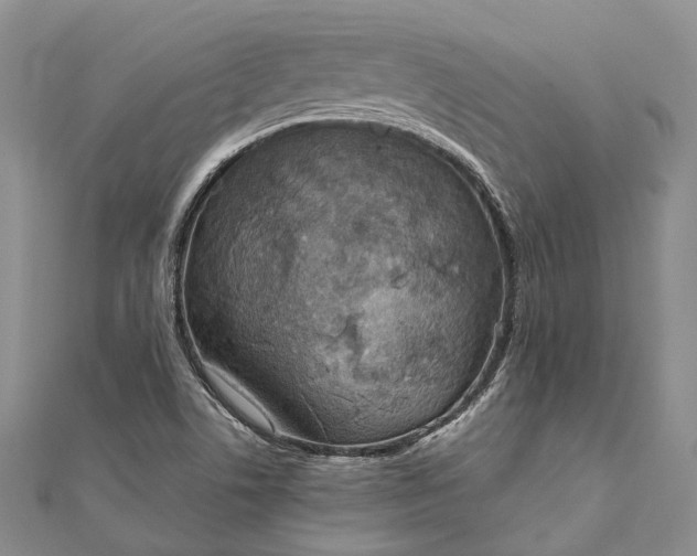 X0000111921506200908101210