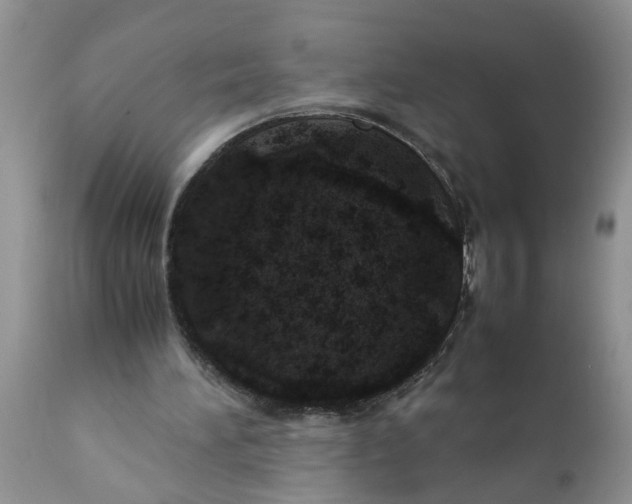 X0000111920196200908171332