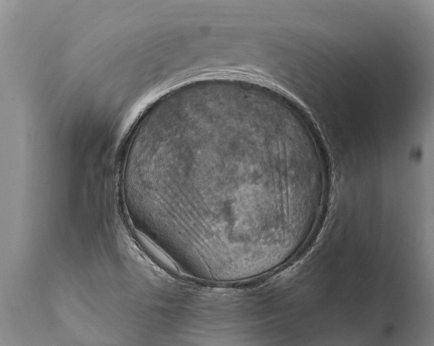 X0000111921506200908171313