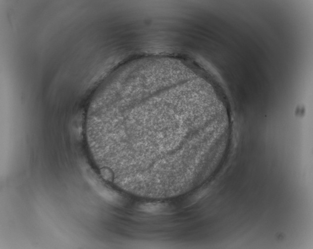 X0000111920065200908241101