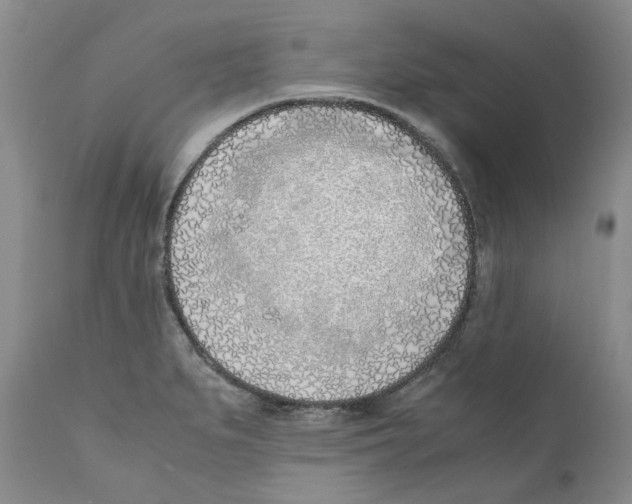 X0000111921279200908241042