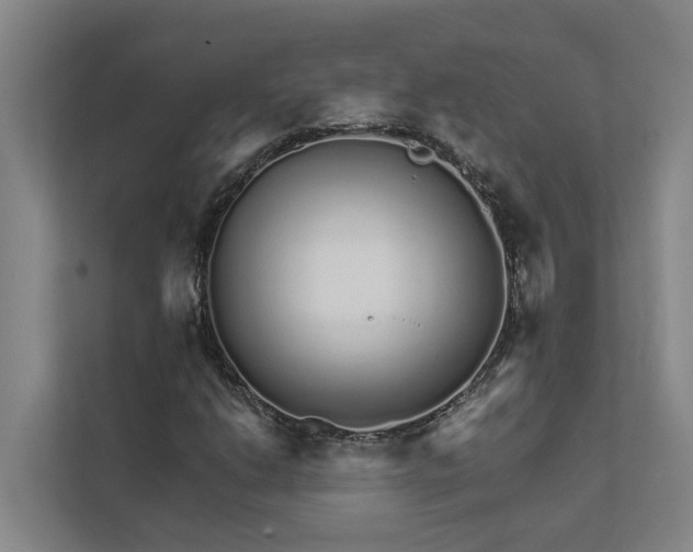 X0000111931206200908101135