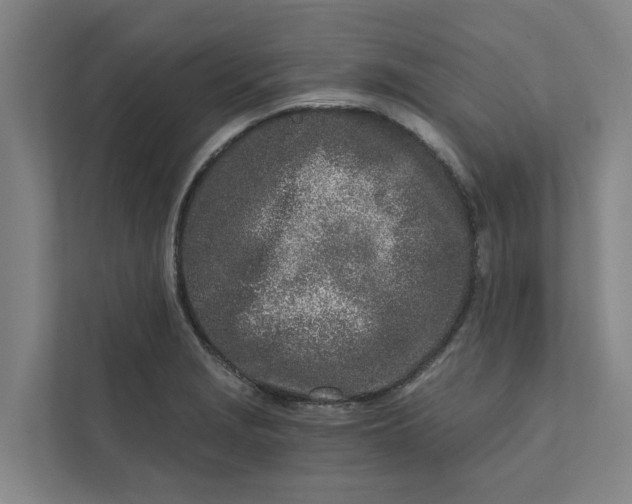 X0000111931229200908101135